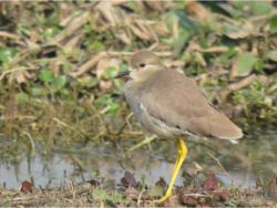 White-tailed Lapwing